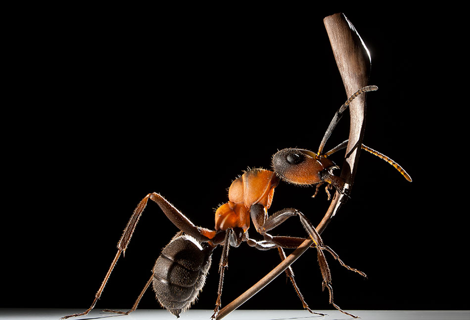Hairy wood ant Insect Models Julia Stoess