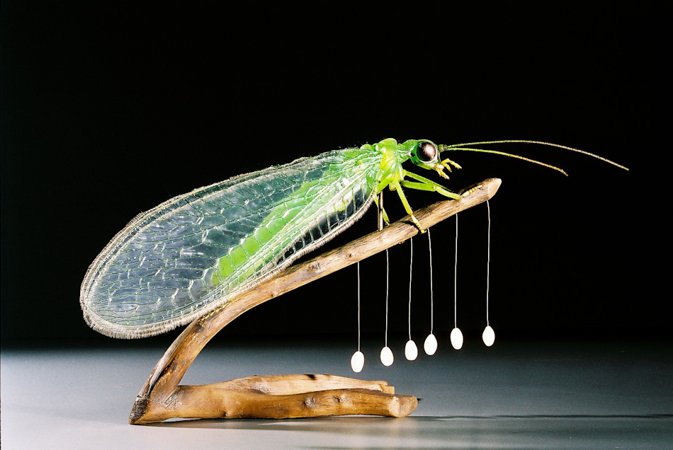 Common green lacewing  Insect Models - Julia Stoess
