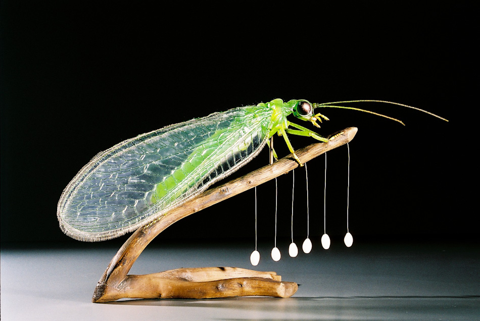 Common green lacewing Insect Models Julia Stoess