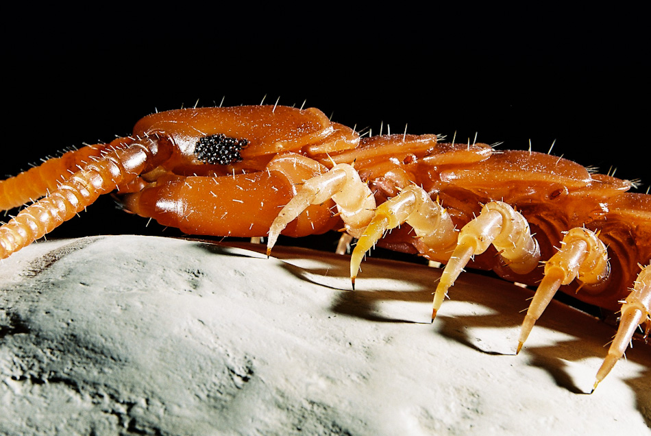 Brown Centipede Insect Models - Julia Stoess