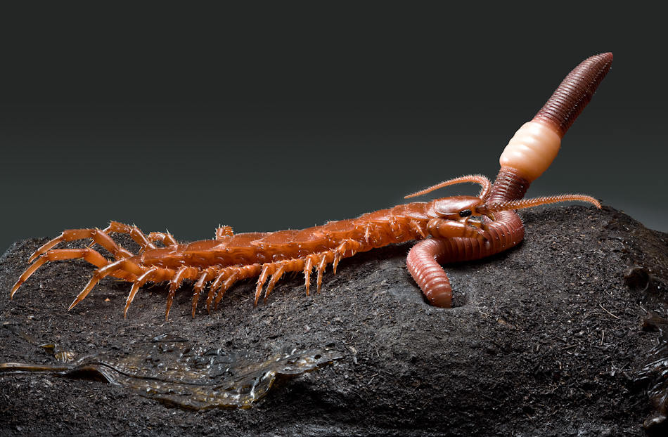 Centipede with earthworm.