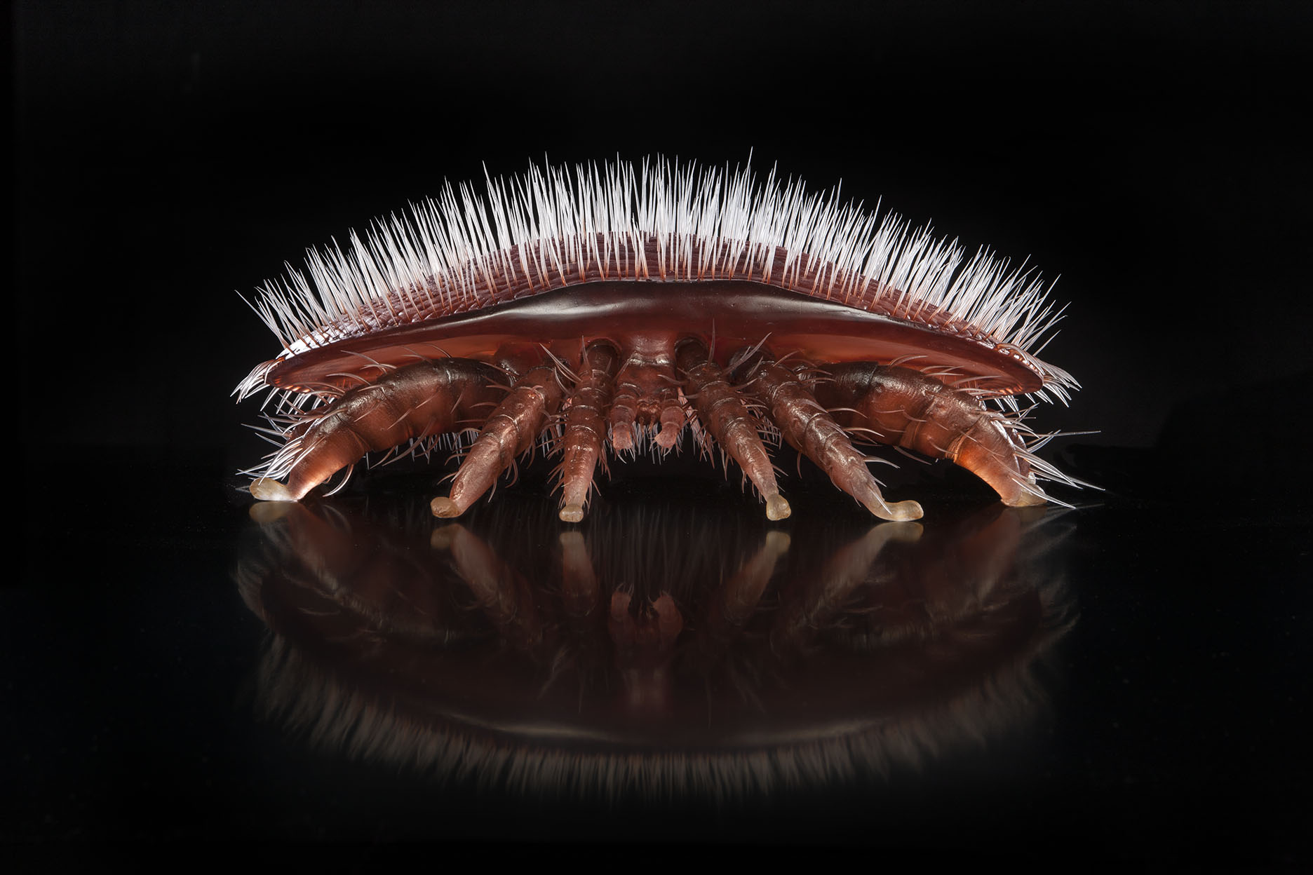 Varroamilbe | Insektenmodelle - Julia Stoess