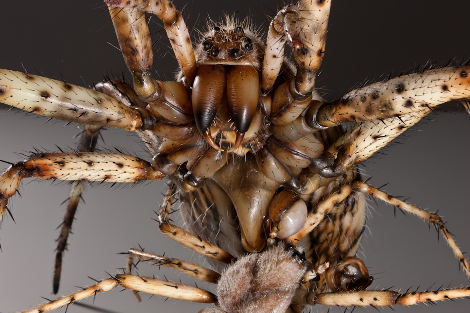 Wasp Spiders mating | Insect Models - Julia Stoess