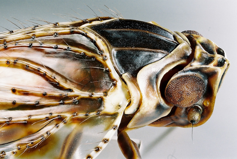 Zikade | Insektenmodelle - Julia Stoess
